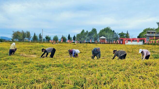 农民下田挥舞镰刀，脸上洋溢着丰收的喜悦。（蓝孝威摄）
