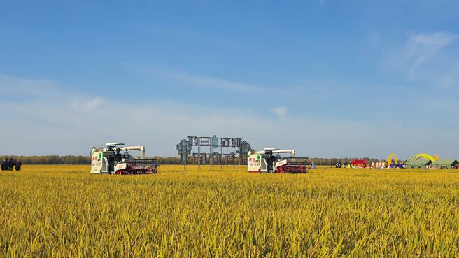 位于黑龙江省佳木斯市、隶属黑龙江农垦总局的建三江垦区，成片沉甸甸的稻穗迎风摇曳。（蓝孝威摄）