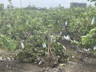 高雄農漁受山陀兒重創 中央提供全品項農產品救災