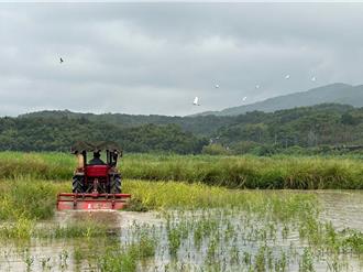 灰面鵟鷹現蹤新北田寮洋 東北季風攜「國慶鳥」登台
