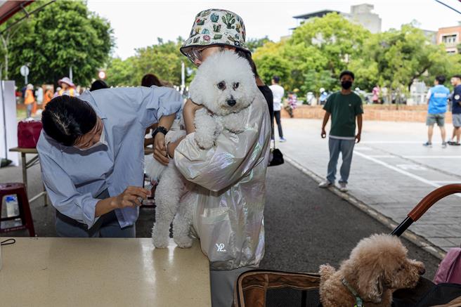 新竹县动物保护防疫所10日广场举办「毛齐来打」狂犬病疫苗注射活动，大部分狗狗都很配合乖乖打针。（罗浚滨摄）