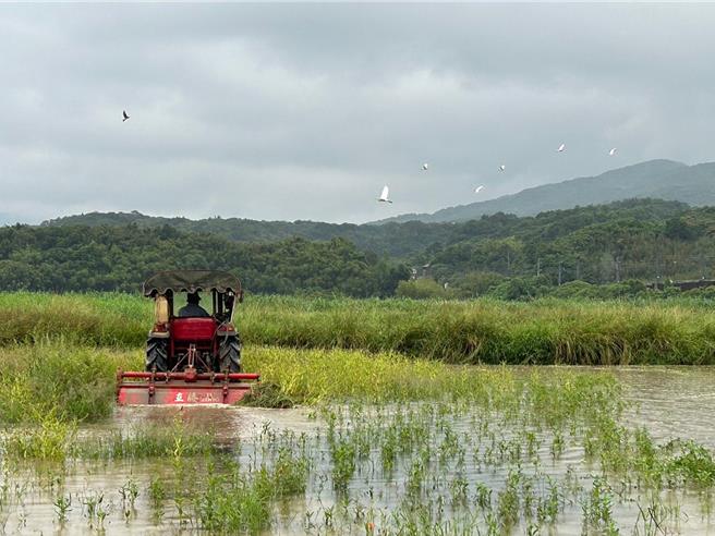 東北季風來臨，新北市農業局迎接候鳥季，輔導貢寮田寮洋地區農民轉作友善耕作並提早翻犁，營造適合候鳥棲息的湛水泥灘地，近日俗稱「國慶鳥」的灰面鵟鷹也現蹤。（新北市農業局提供）
