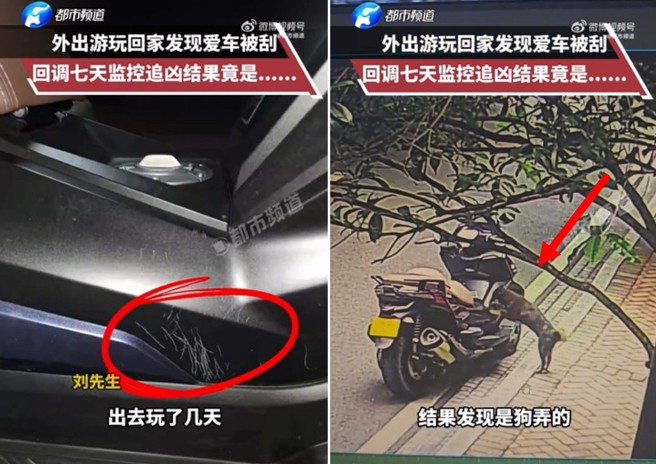 四川男子的愛車遭破壞都是刮傷，調閱監視器才發現破壞兇手居然是自家的狗。（圖／翻攝微博）
