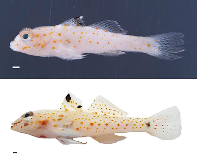 南沙太平島海域發現世界新種鰕虎科魚類「太平島紡錘鰕虎」。上圖採集自南沙太平島海域、下圖採集自小琉球海域。（國海院提供／林瑞益高雄傳真）