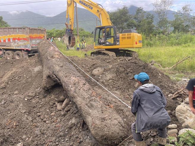 漂流榉木经林务局研判树龄约于80年至100年，价值不斐。（高雄市警方提供／林雅惠传真）