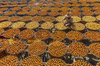 新埔「牛心柿」柿餅減產4成 柿餅節熱鬧滾滾