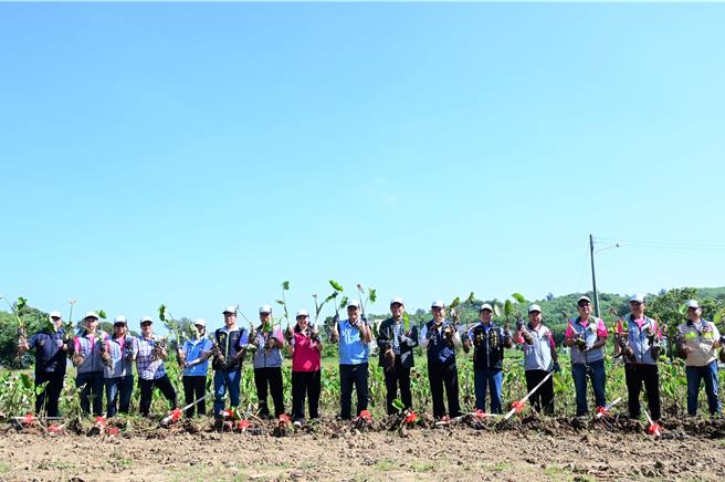 金门烈屿乡第22届芋头季今日盛大开幕！由乡公所规画的各区块芋头田都挤满人潮体验一日农村挖芋乐。(图／烈屿乡公所提供)