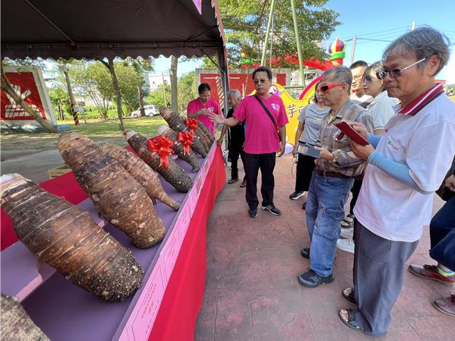 金门烈屿乡芋头季为推广在地优质芋头，特别举办评鑑比赛，前三名及优选芋头皆在现场展示区展出，其壮观的体积吸引民眾抢拍留念。(图／民眾提供)