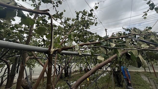 山陀兒颱風造成農產損失3億7,823萬元，必將推升10月蔬果價格。圖／本報資料照片