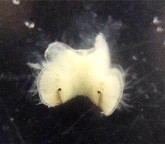 活化石寶寶誕生！北市學童成功孵化鱟魚 化身養殖保母