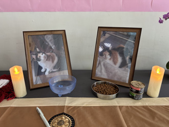 玄奘大學生涉虐貓致死 釋昭慧：網友霸凌不輸殺貓惡棍