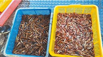 日月潭魚虎數量驟降10倍 防治見效還是環境異常？