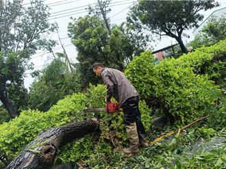 大寮里長批公園處「未清颱風倒下樹木」  高市府處理了