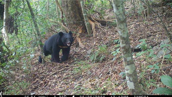 高雄市桃源区建山文化守护协会于今年8月26日及27日在海拔1250公尺的小关山林道拍摄到台湾黑熊的珍贵影像。（屏东分署提供／林瑞益高雄传真）