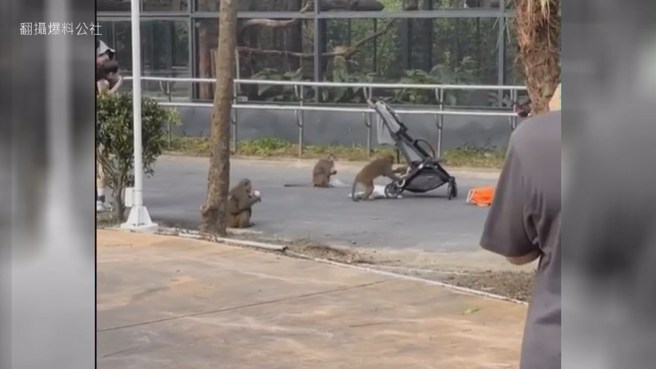 高雄壽山動物園內發生台灣獼猴結夥搶劫嬰兒車，所幸媽媽反應快，才沒有造成人員受傷。（翻攝爆料公社）