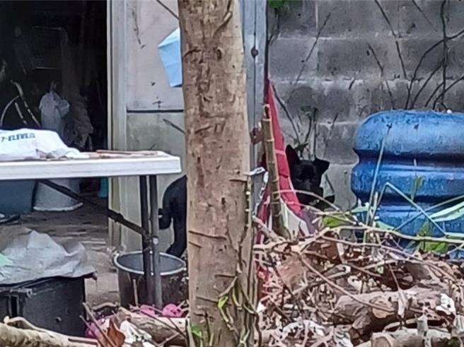 犬隻生活環境若雜物堆積，蚊蠅孳生，環境惡劣，易有心絲蟲感染風險。（新北市動保處提供）