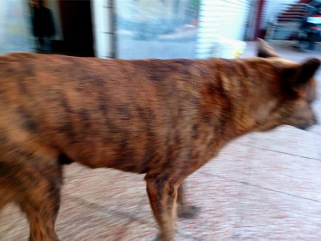 犬隻過於肥胖也是增加老齡動物心臟負擔的不良因素。（新北市動保處提供）