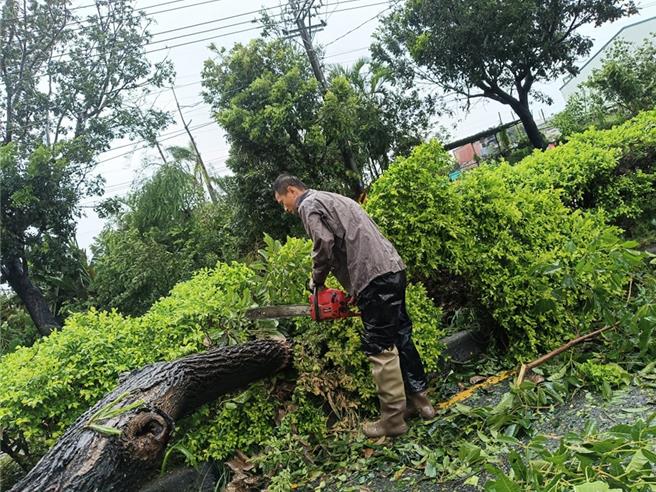 大寮里長蕭清翔在山陀兒颱風過後自己拿著電鋸在里內清理倒下的樹木，甚至爬到樹上摔下受傷。（蕭清翔提供／郭良傑高雄傳真）