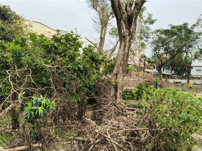 大寮里在颱風過後，到處都是倒下的樹木，環境一片凌亂。（蕭清翔提供／郭良傑高雄傳真）