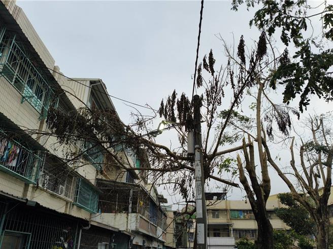 大寮里開封公園的樹木倒在電線桿上險象環生，公園處卻遲未處理。（蕭清翔提供／郭良傑高雄傳真）