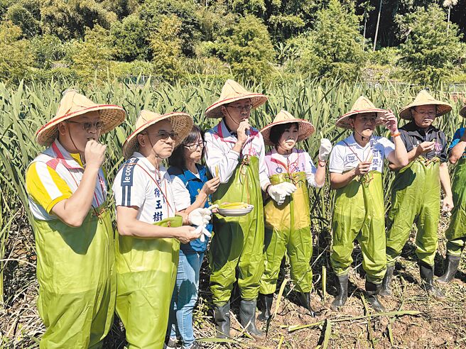 2024年三坑水乡茭白笋节12日开跑，桃园市长张善政（左四）出席活动时穿起青蛙装，下田体验採摘茭白笋。（廖姮玥摄）