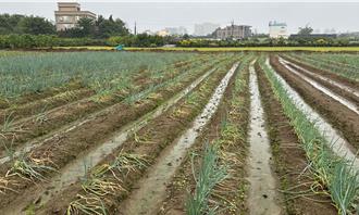 不敵山陀兒強風猛襲 桃園西瓜、洋香瓜損害率達30％