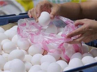 雞蛋產銷報告驚見「嚴重過剩」警語 養雞協會曝原因