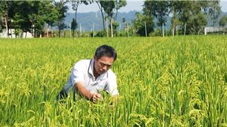 台中農改場揚眉吐氣 台稉9號米奪全國冠軍