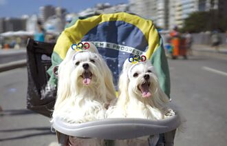 韓國毛孩比小孩多！寵物推車總銷售量在去年首度「超車」嬰兒推車