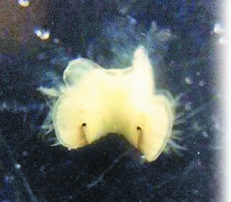 台北 學童復育活化石 孵出連體鱟