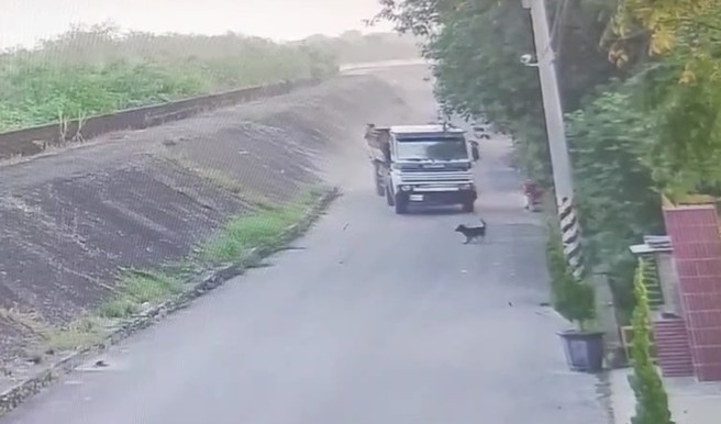 嘉義近日驚傳一起駭人聽聞的「殺狗事件」，一隻乖巧的小黑狗竟遭惡意輾斃，令人髮指。(嘉義縣家畜防治所提供／呂妍庭嘉義傳真)