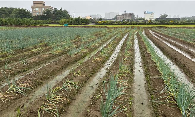 山陀兒颱風過境，導致桃園市多種農產品有損害情形，包含蔥、溫網室塑膠布、洋香瓜、西瓜等。（桃園市農業局提供）