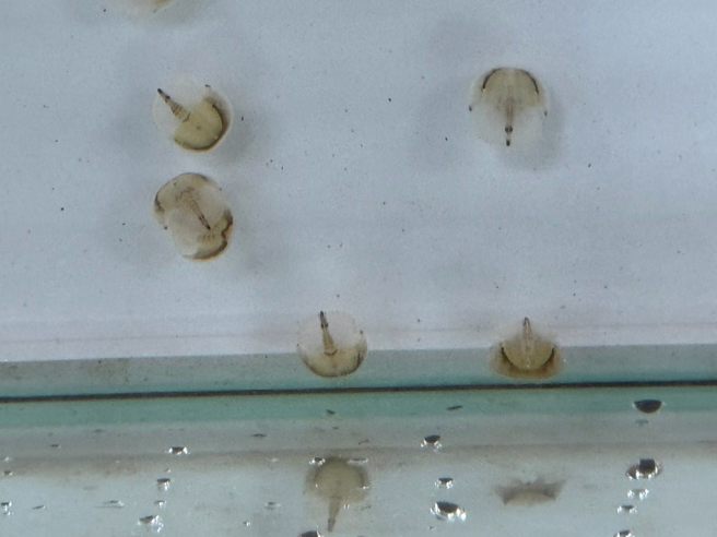 孵化之鱟。(照片/臺北市政府教育局提供)