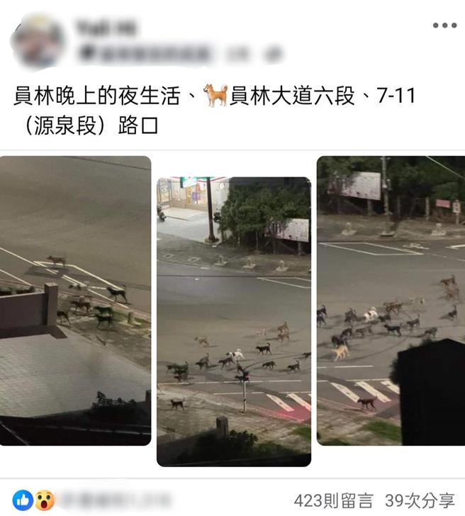 2024年10月14日彰化縣／有民眾在臉書社團「員林人大小事」貼文「員林晚上的夜生活」，只見上傳的照片中，有將近30隻狗成群浩浩蕩蕩過馬路，宛如軍隊過境聲勢浩大，引發民眾討論。（翻攝自臉書社團「員林人大小事」／葉靜美彰化傳真）