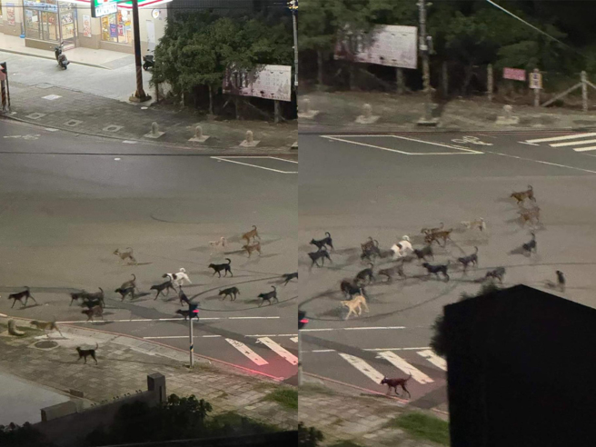 民眾上傳的照片中，有將近30隻狗成群浩浩蕩蕩過馬路，宛如軍隊過境聲勢浩大，引發民眾討論。（民眾提供／葉靜美彰化傳真）
