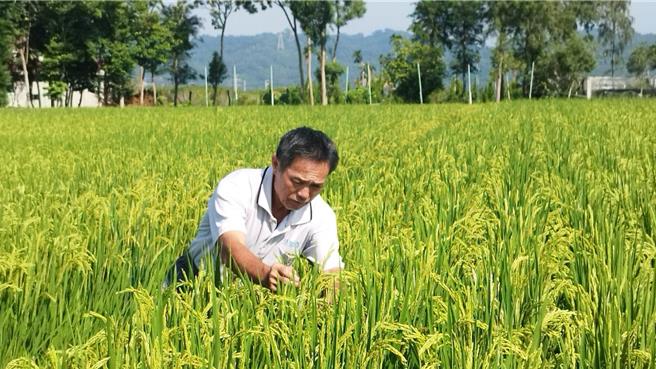 草屯鎮農友李啟元在北勢里烏溪畔栽種台稉9號，每天細心看顧，加上氣候得宜，獲「台灣稻米達人選拔賽」金牌。（草屯鎮農會提供／楊靜茹南投傳真）