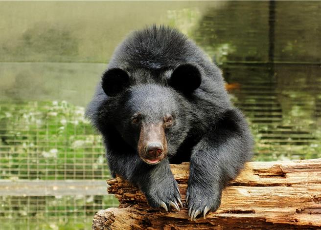 学员可与保育员为台湾黑熊调配日常饮食。（六福旅游集团提供）