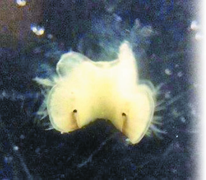 北市大同国小与金华国小学生参加「鲎知鲎学计画」，孵化出连体鲎。（台北市教育局提供／温予菱台北传真）