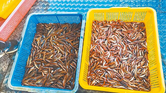 南投縣政府為移除外來種「魚虎」，每年夏季過後，都會在日月潭展開電撈魚虎球防治，8月起迄今僅捕獲3000多尾魚虎，較去年暴跌10倍。（南投縣政府提供／李京昇南投傳真）