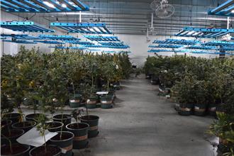 新竹破獲史上最大大麻製毒工廠  查扣4519株市值破20億