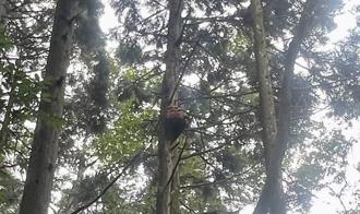 苗栗加里山步道驚見虎頭蜂窩 16日移除並封閉一周