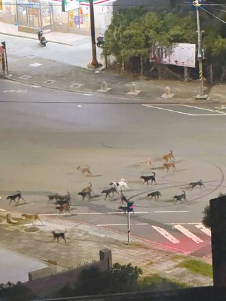 彰化 30浪犬深夜聚集 路過人車怕怕