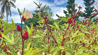 蟲害、風災 南迴洛神花減產3成