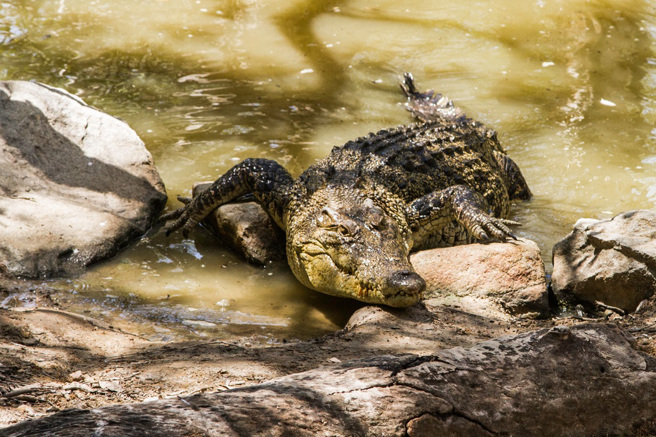 馬來西亞一名10歲男童在海邊戲水時被鱷魚拖走，尋獲已成「無頭屍」。（示意圖：Shutterstock／達志）