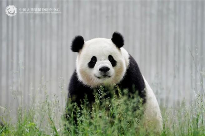 圖為大貓熊「寶力」。 （摘自大陸央視網畫面）