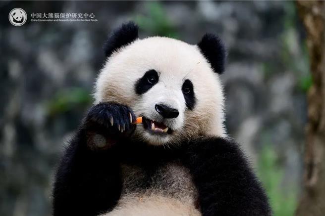 圖為大貓熊「青寶」。 （摘自大陸央視網畫面）