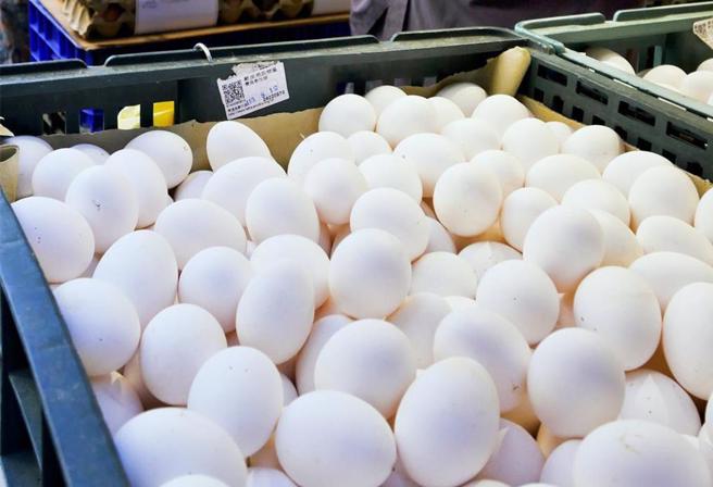 近期雞蛋生產明顯過剩，但消費力依舊不振。（報系資料照）