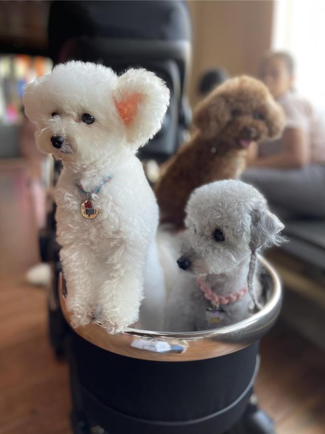 全盈支付寵物通路擴增8.9倍，搶600億萌寵大餅／圖／李麗滿