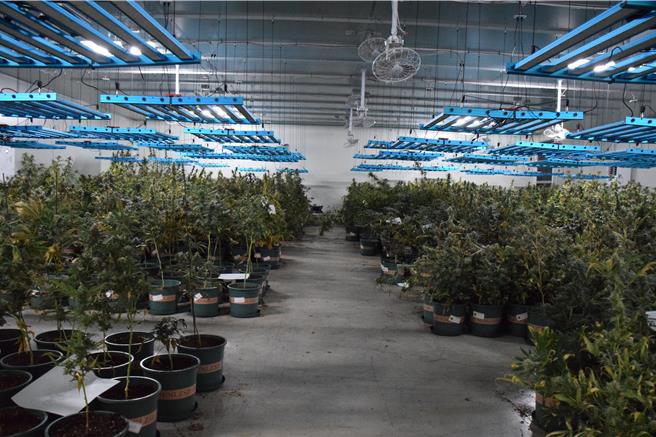 新竹市警局今年5月23日破获栽种大麻制毒工厂案件，查扣大麻植株4519株、大麻种子1666颗，市值破20亿元。（翻摄照片／王惠慧新竹传真）
