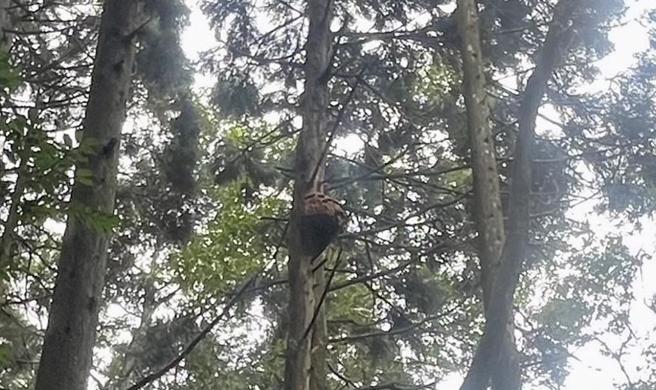 苗栗縣南庄鄉加里山步道大坪段因摘除虎頭蜂窩自16日起封閉一周。（林保署新竹分署提供／謝明俊苗栗傳真）